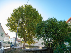 Plátano, Rua Alcácer Ceguer | Cova da Piedade