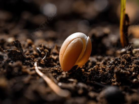 sementeiras 
