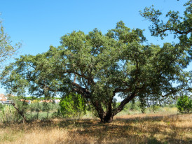 Sobreiro, Quinta dos Porfírios - Sobreda