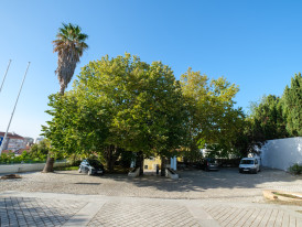 Tília tomentosa, Casa da Cerca - Almada