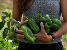 Dia Mundial da Alimentação