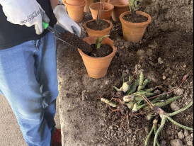 Envasamento de Plantas