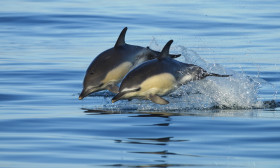 Golfinhos-comuns
