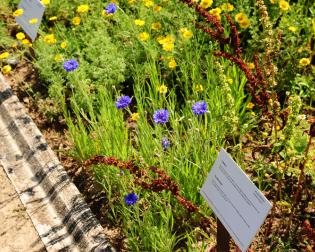 Visitas temáticas no Jardim - Plantas Tintureiras (fotografia de Anabela Luís)