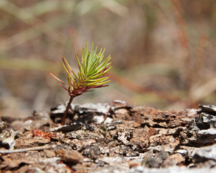 Dias da Floresta