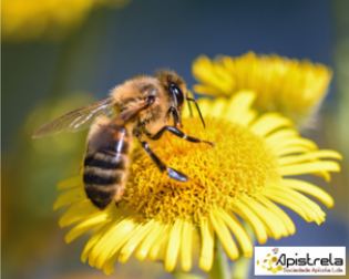 Apistrela
