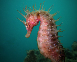 Cavalo-marinho-de-focinho-comprido (Hippocampus guttulatus)_Foto Sylvie Dias