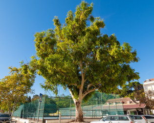 Eucalyptus camaldulensis