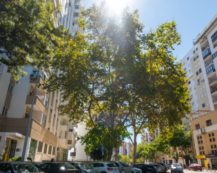 Platanus hybrida