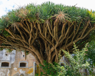 Dracaena draco