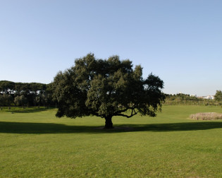 Parque da Paz