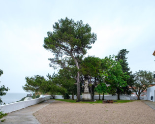 Pinus halepensis 