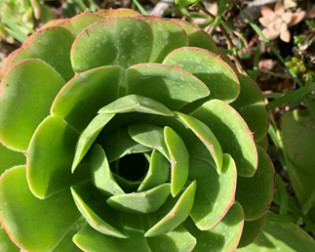 suculentas