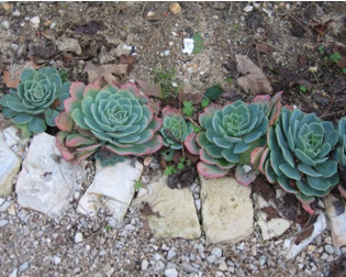 jardim suculentas