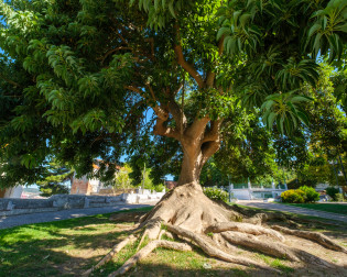 Bela-Sombra, Jardim do Castelo - Almada