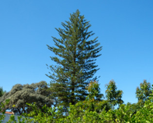 Pinheiro-de-Norfolk 