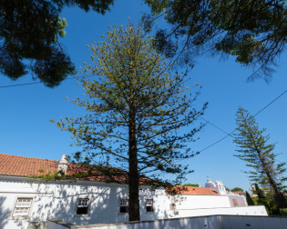 Pinheiro de Norfolk - Convento dos Capuchos