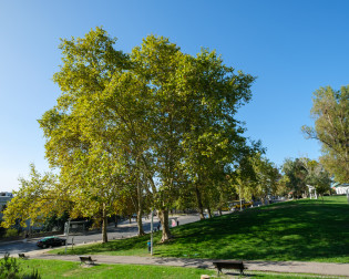 Plátano, Parque Urbano Comandante Júlio Ferraz - Almada