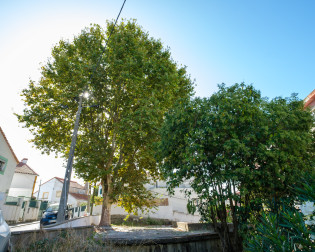 Plátano, Rua Alcácer Ceguer | Cova da Piedade