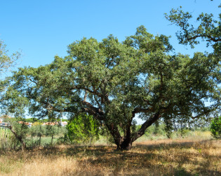 Sobreiro, Quinta dos Porfírios - Sobreda