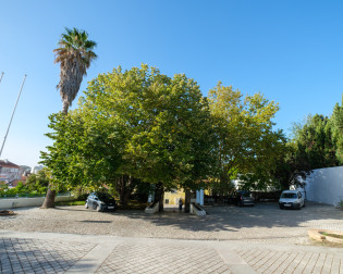 Tília tomentosa, Casa da Cerca - Almada