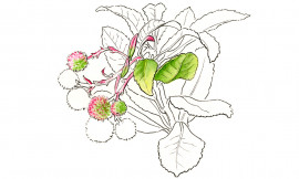 Medronheiro (desenho de Sara Simões)