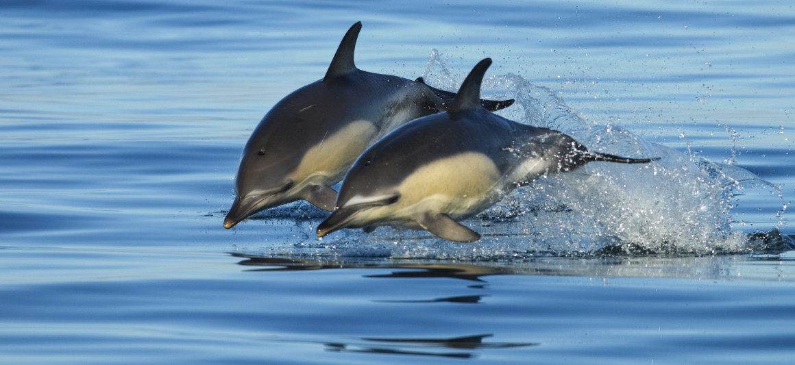 Golfinhos-comuns
