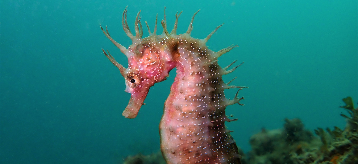 Cavalo-marinho-de-focinho-comprido (Hippocampus guttulatus), foto de Sylvie Dias