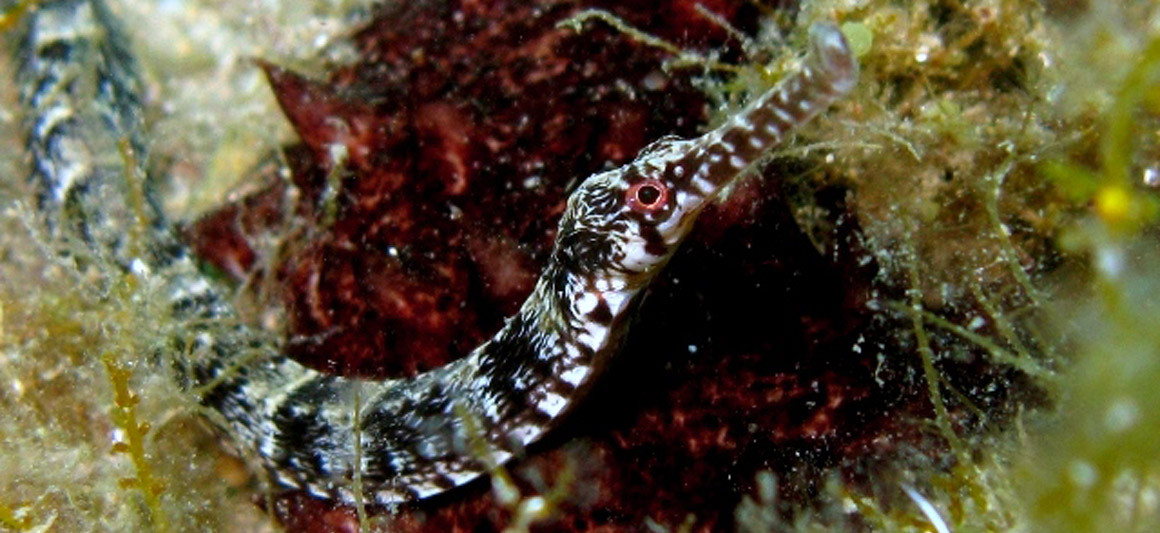 Marinha (Syngnathus acus)
