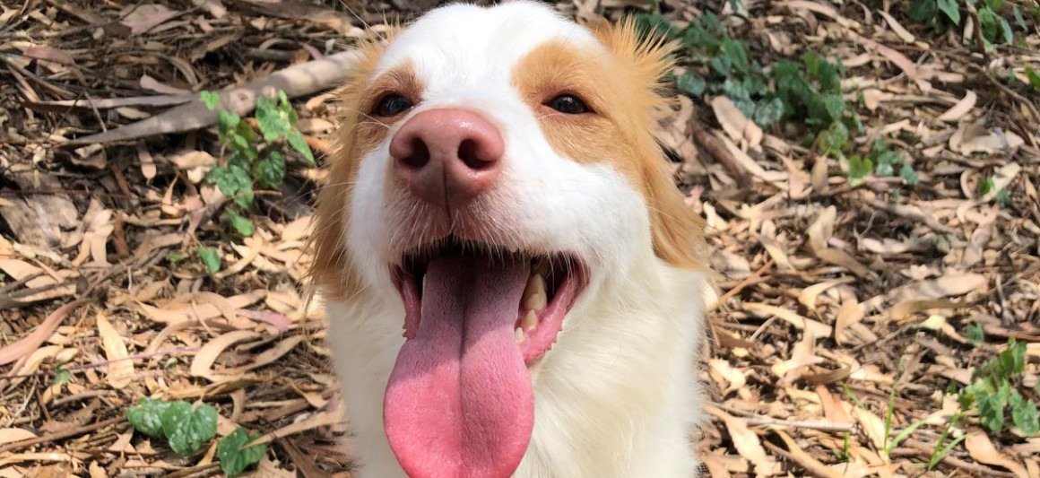 Benny