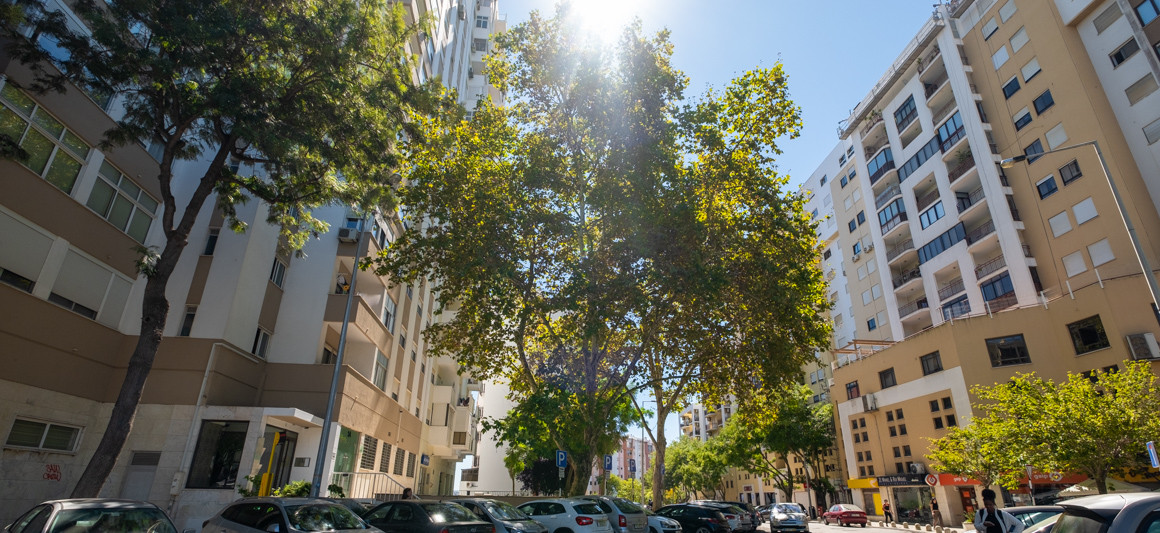 Platanus hybrida