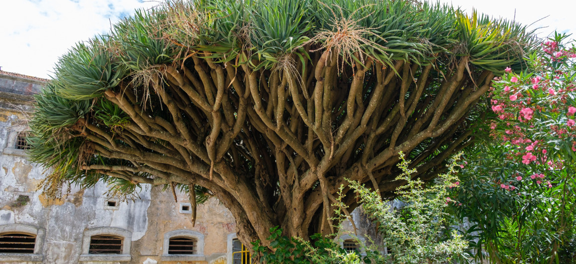 Dracaena draco