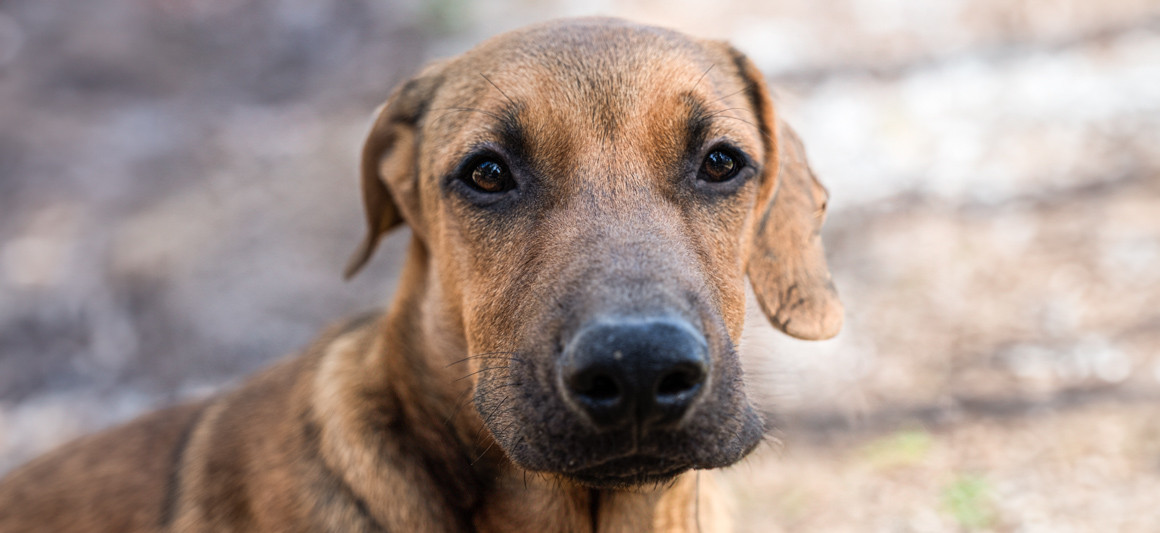 Nato cão
