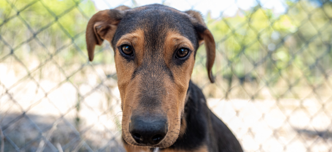 Pastel cão adoção