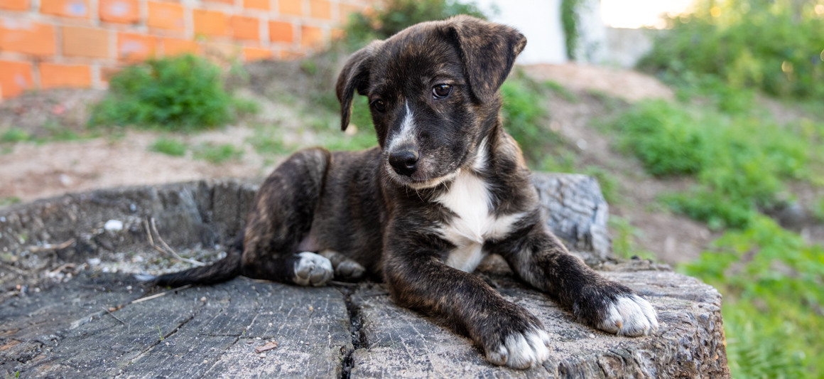 Amendoa, cão, adoção