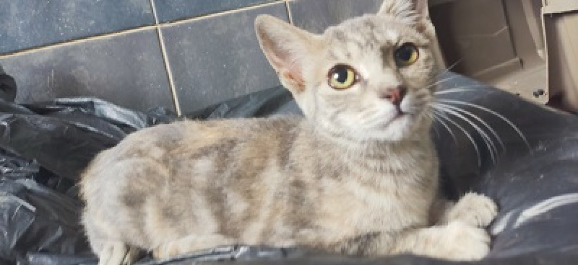 Bela, gato, adoção