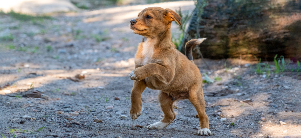 Caju, cão, adoção