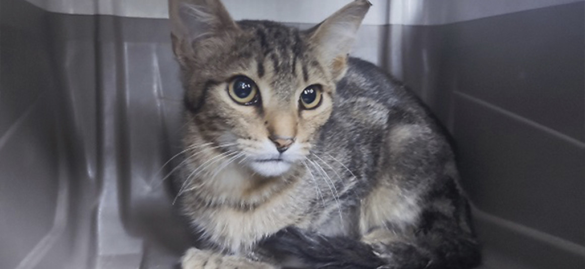 Draco, gato, adoção