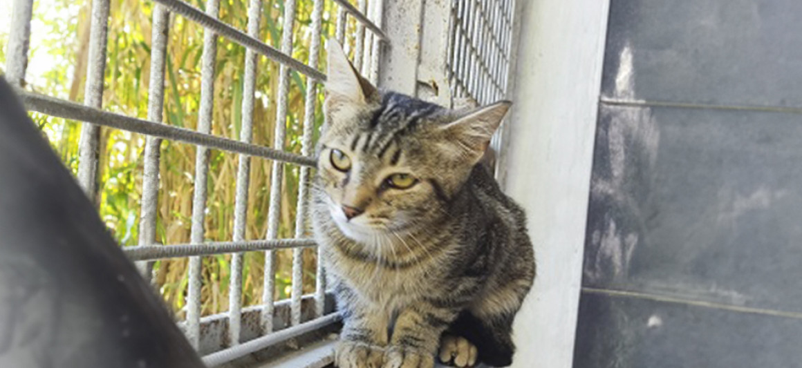 Draco, gato, adoção