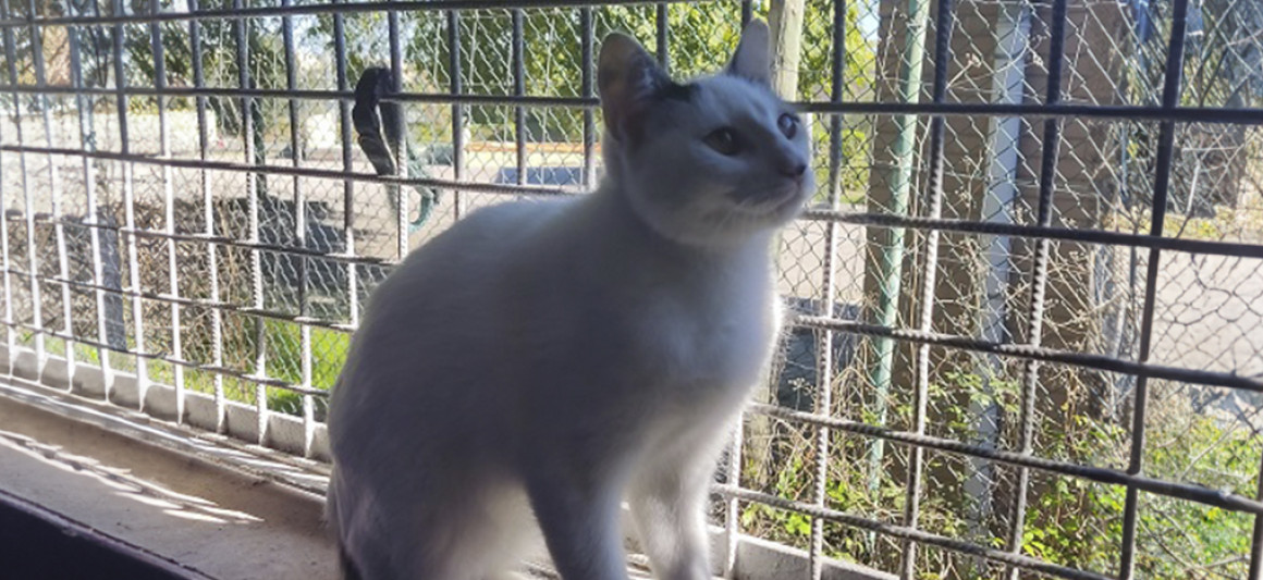 Mephy, gato, adoção