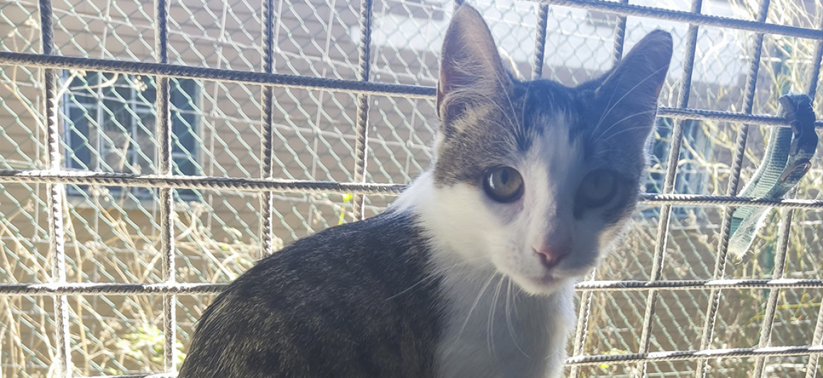 Piri, gato, adoção