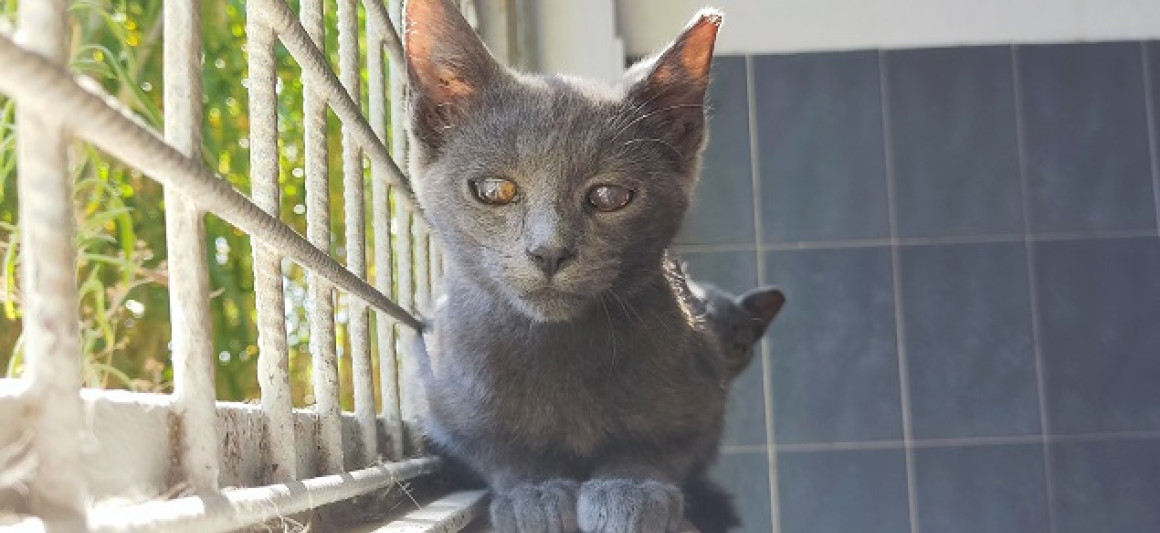 Smoky, gato, adoção