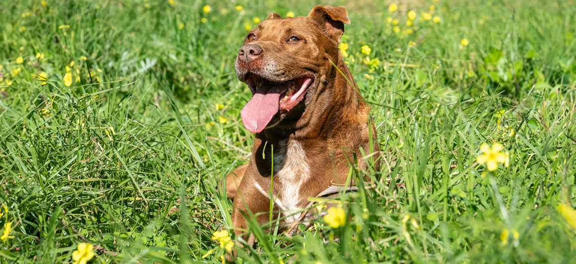 Paixão, cão