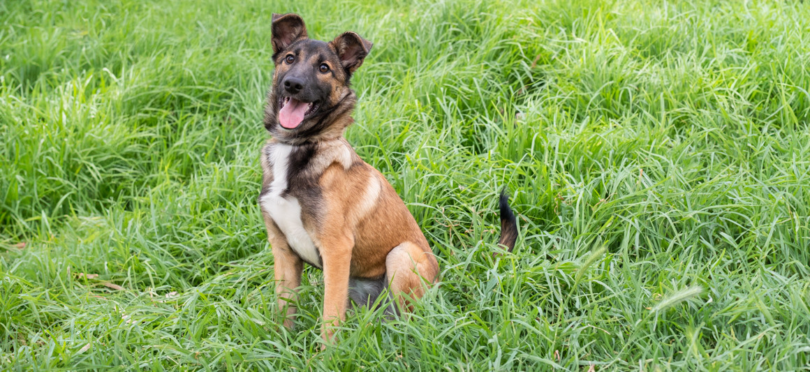 Jéssica,cão para adoção