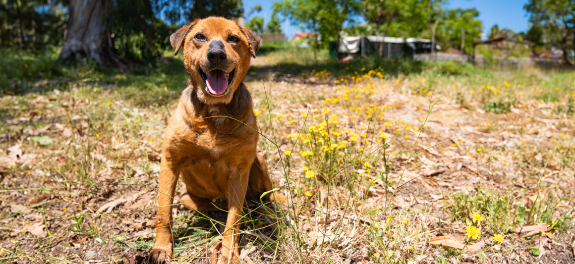 Pipoca, cão disponível para adoção
