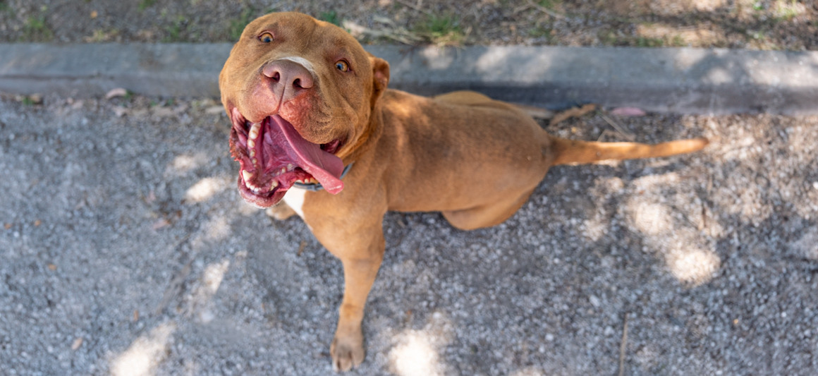 Red, cão disponível para adoção