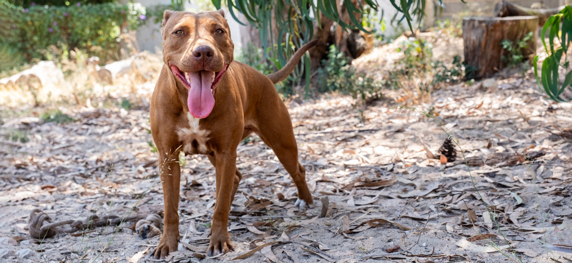 Princesa, cadela disponível para adoção no canil de Almada