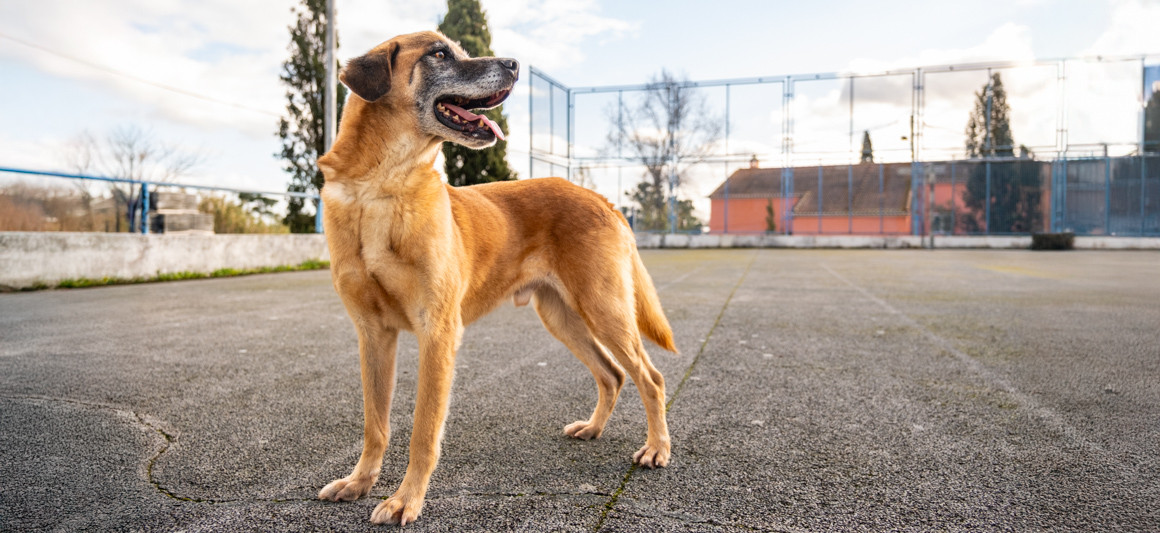 Raspas, cão adoção