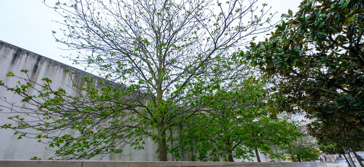 Aesculus hippocastanum