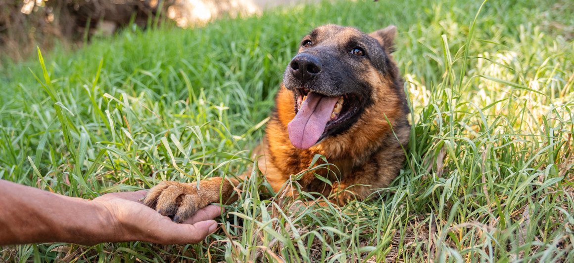 Scooby Doo, cão para adoção